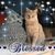 Sheila Blankenship's profile image