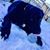 Sheldon Schademan's profile image