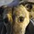Lurah Houghtaling's profile image