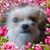 Michele Gilbert's profile image