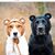 Dawn Sampson Beresford's profile image
