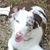 Sharyl Gerlach's profile image