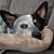 Dianne Kimbrough's profile image