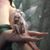 Debby Nelson Petree's profile image