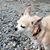 Sandra Panas Honnors's profile image
