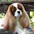 Jo Anne Mittelman's profile image
