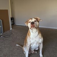 Beau Ludwigsen's profile image
