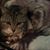 Todd Geary's profile image