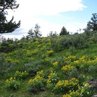 Lorraine Dennis Petersen's profile image