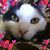 Cindy Reporto's profile image
