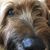Ramona Platzek's profile image