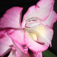 Ria Andrews's profile image