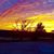 Pamela Collins's profile image