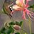 Angie Brister Phelps's profile image