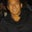 Chris Nguyen's profile image
