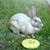 Robin L Summeril's profile image