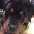 TB Rottie's profile image
