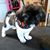 Dirty Dog Wash / Grooming with Love's profile image