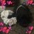 Deanna Bush Shoemake's profile image