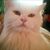 DeAnn Pillitteri's profile image