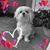 Nikki McKinnish's profile image
