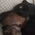 Frances Dykes's profile image