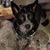 Shanan Kelly Carpenter's profile image