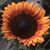 Kelly Aldrin's profile image