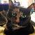 Tanya Vales's profile image