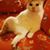 Yoshi MacDonald's profile image