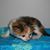 Persephone Applewood's profile image