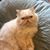 Louie Lyman Finn Annabelle's profile image