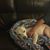 Trisha Treat's profile image