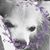 Jane Rothenberger's profile image