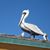Connie Van Hoesen's profile image