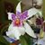 Agnes Maurer's profile image