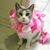 Patricia Ahr's profile image