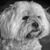 Maggie Wilson's profile image