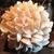 Ryn Canolo's profile image