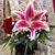 Julie Brosemer's profile image