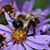 Colleen Albert Barbera's profile image