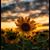 Donna Derrick's profile image