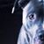 Juliee Biedenmeister's profile image