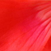 RuffledHair L.'s profile image