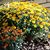 Donna Shumate's profile image