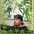 Cornel Geteian's profile image