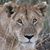 Lori A Stec's profile image