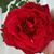 Janet Syens's profile image
