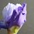 Alice M Folk's profile image