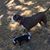 Carol Yarbrough Linthicum's profile image